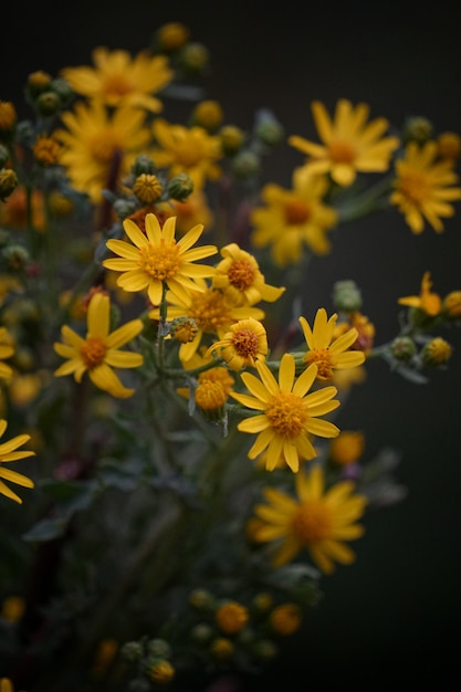 die gelben Blüten