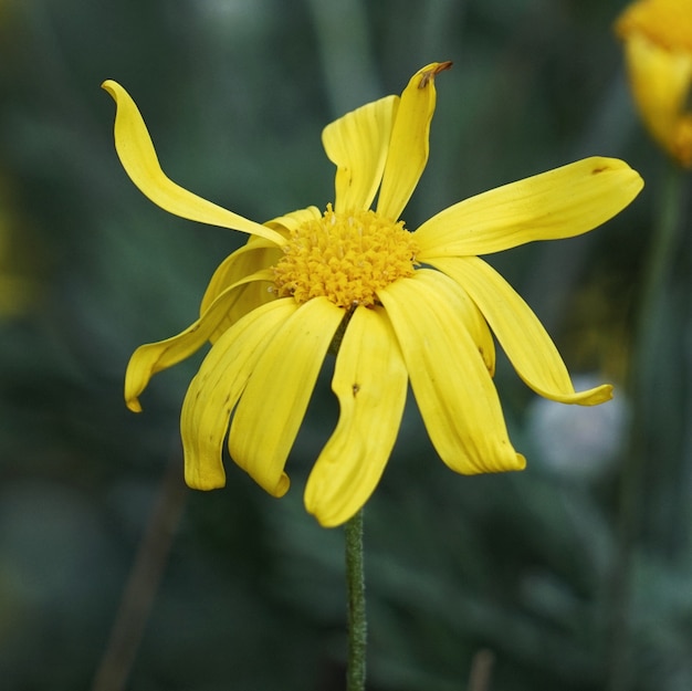 die gelben Blüten