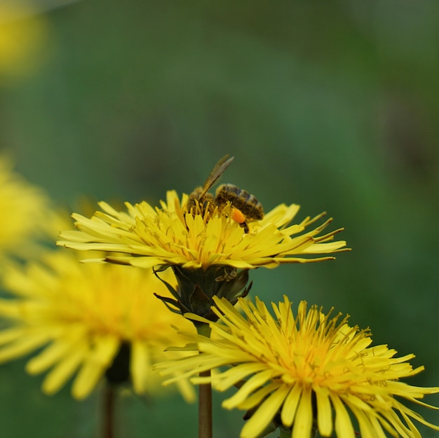 die gelben Blüten