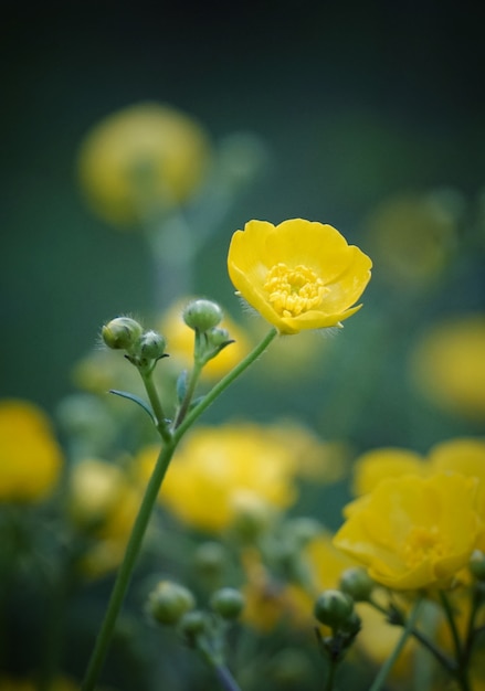 die gelben Blüten