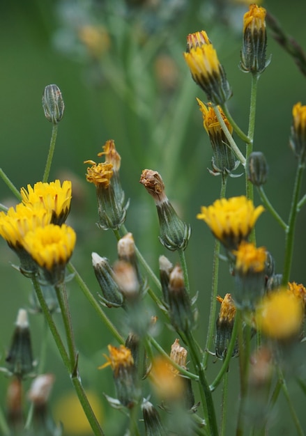 die gelben Blüten