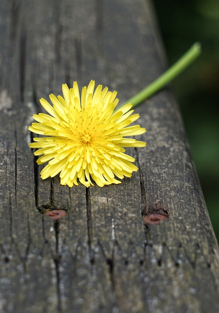 Foto die gelben blüten