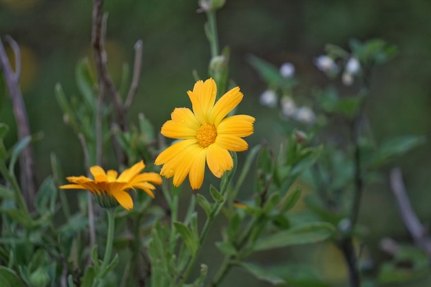 die gelben Blüten