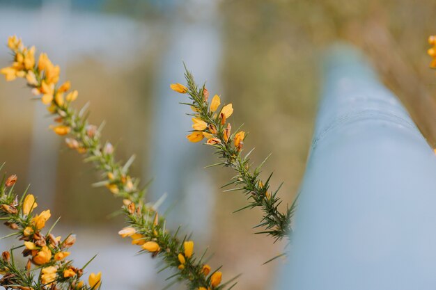 Die gelben Blüten