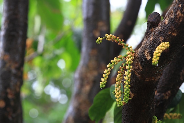 Die gelben Blütenknospen von Langsat Lansium parasiticum oder Duku auf Indonesisch an seinem Zweig