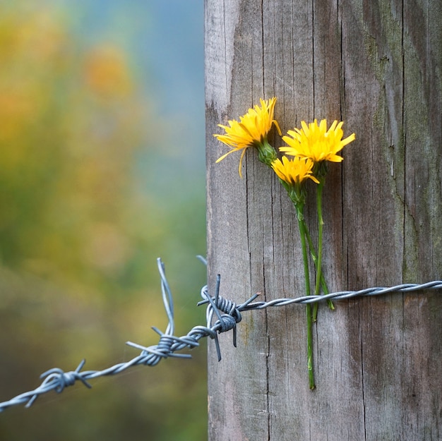 Foto die gelben blumen im garten in der natur