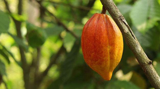 Die gelben Kakaoschoten sind reif am Baum und bereit für die Ernte der orangefarbenen Kakaoschoten auf dem Feld