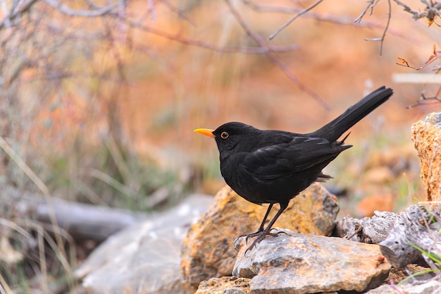 Die gemeine Amsel ist eine Sperlingsvogelart aus der Familie der Turdidae