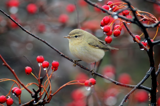 Foto die gemeine chiffchaff (phylloscopus collybita) sitzt auf einem weißdornzweig, umgeben von leuchtend roten beeren und regen