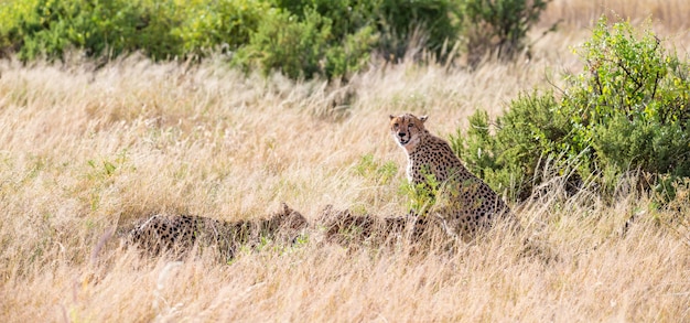 Die Geparden essen mitten im Gras