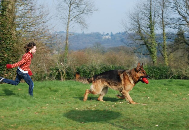 Die gesamte Länge des Hundes auf dem Feld