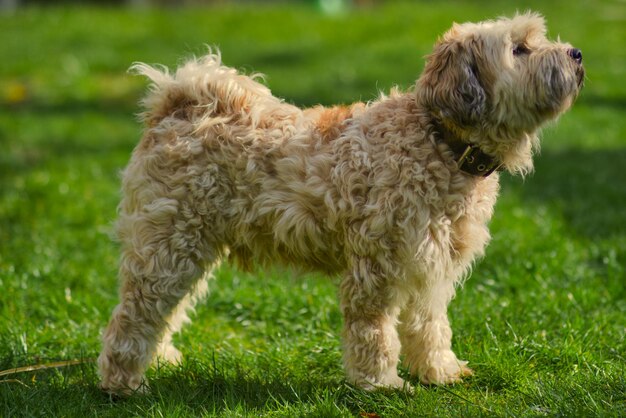 Die gesamte Länge eines Hundes auf dem Feld