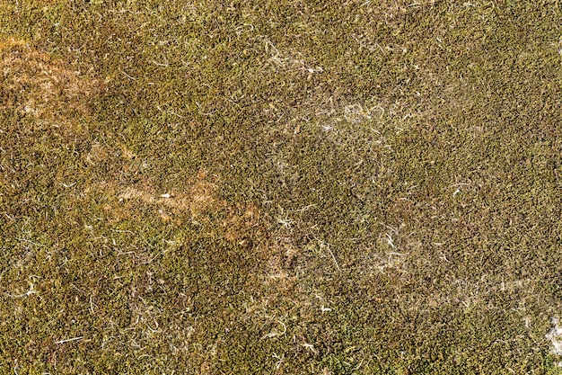 Die gesamte Oberfläche ist mit Moos-Naturhintergrund bedeckt