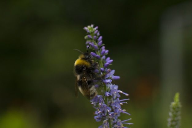 Die gestreifte Hummel sammelt Pollen und Nektar auf der Blüte. Sommer