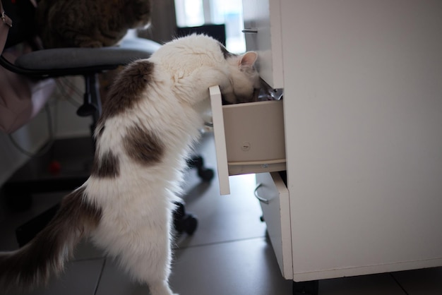 Die gestreifte Katze schaut in die offene Schranktür