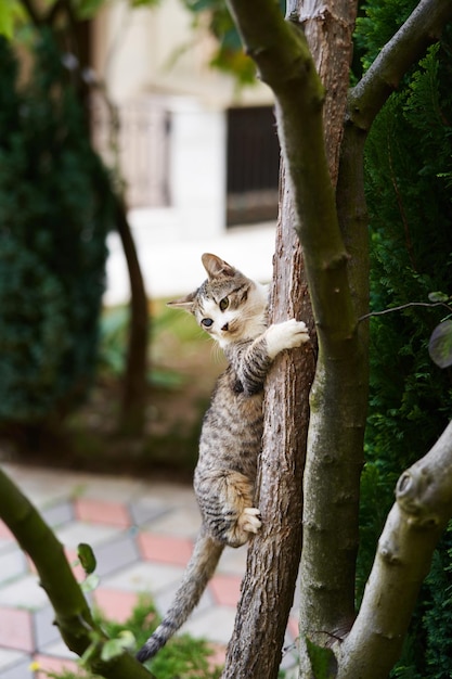 Foto die gestreifte katze sitzt auf einem baumstamm im garten und umarmt ihn mit den pfoten