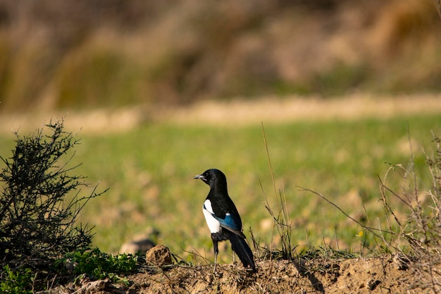 Die Gewöhnliche Elster ist eine Sperlingsvogelart aus der Familie der Rabenvögel