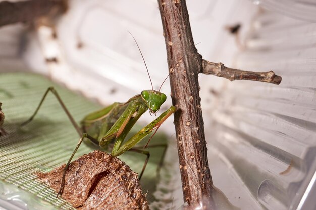 Die gewöhnliche Gottesanbeterin (lat. Mantis Religiosa) wartet darauf, dass ihre Beute zum Wurf nah auftaucht.