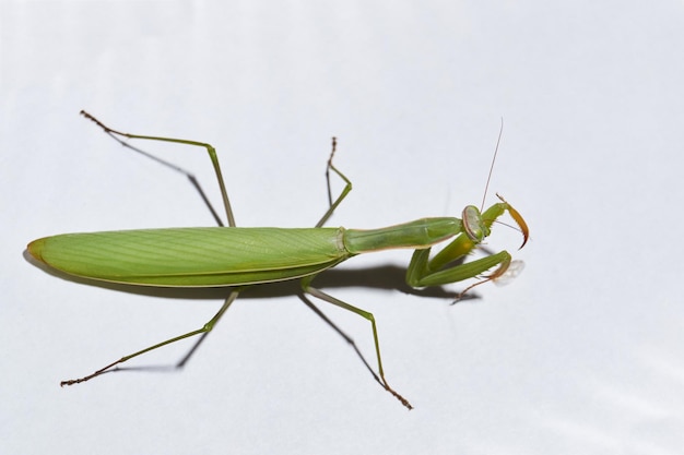 Die gewöhnliche Gottesanbeterin (lat. Mantis religiosa) wartet darauf, dass ihre Beute zum Wurf nah auftaucht.