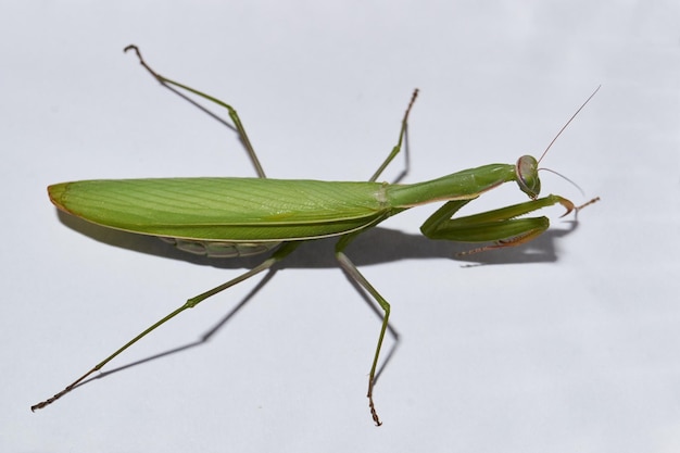 Die gewöhnliche Gottesanbeterin (lat. Mantis religiosa) wartet darauf, dass ihre Beute zum Wurf nah auftaucht.