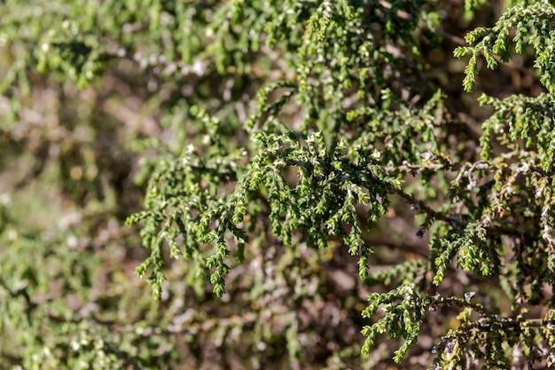 Die giftige Heilpflanze Thymelaea hirsuta wächst an einem sonnigen Herbsttag im Wald
