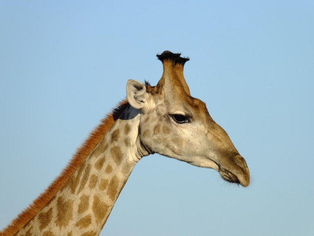 Die Giraffe auf der Safari im Chobe Nationalpark Botswana Afrika