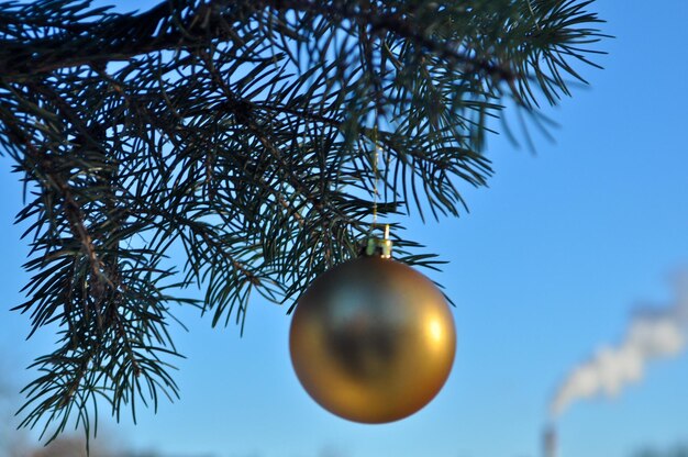 Die goldene Kugel auf einem Ast des Weihnachtsbaums