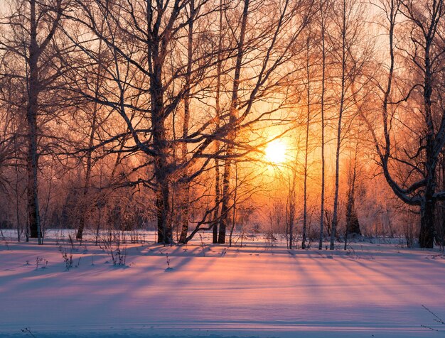 Die goldene Sonne im Winterwald