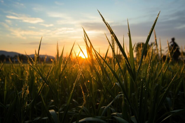 Die goldene Stunde in der Landwirtschaft Der Sonnenaufgang wirft ein warmes Leuchten auf die Reisfelder