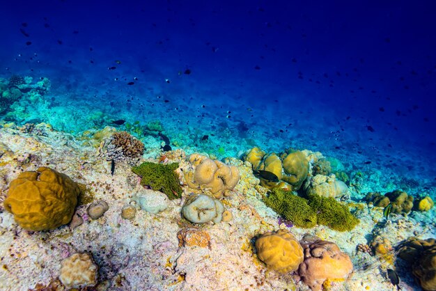 Die grandiose Unterwasserwelt der Malediven