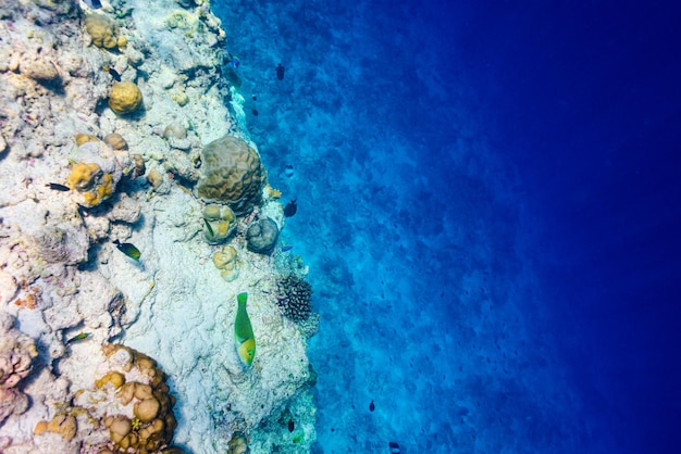 Die grandiose Unterwasserwelt der Malediven