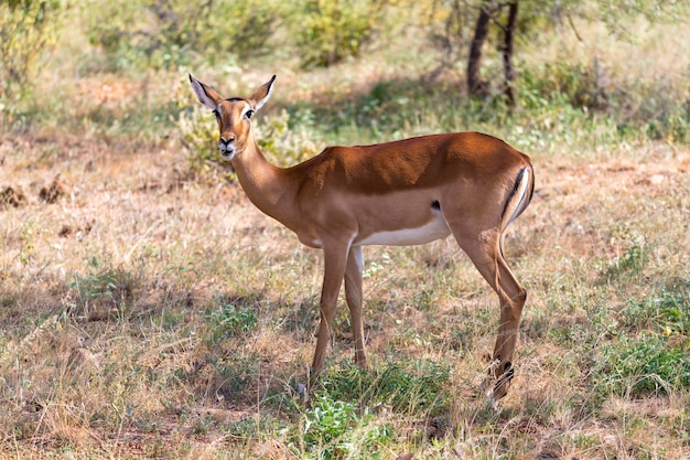 Die Grant Gazelle weidet in der Weite der kenianischen Savanne