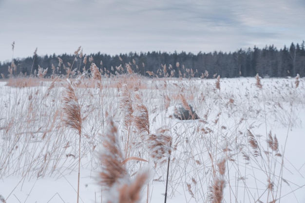 Die Grashörner stecken aus dem Schnee heraus, im Hintergrund ist ein Wald, selektiver Fokus.