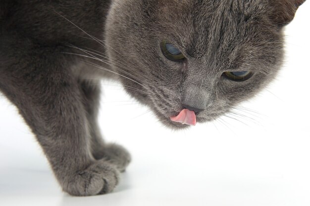 Die graue Katze auf einer weißen Oberfläche streckte die Zunge heraus