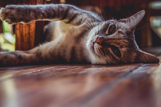 Die graue Katze mit gelben Augen sitzt auf der Straße und schaut in die Kamera