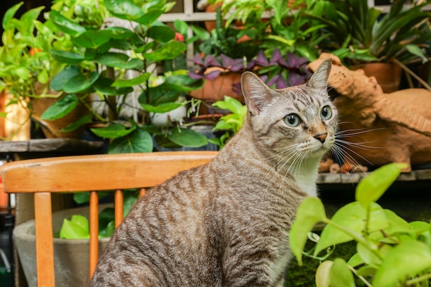 Die graue Katze sitzt und schaut nach außen. Sie sieht sehr süß aus.