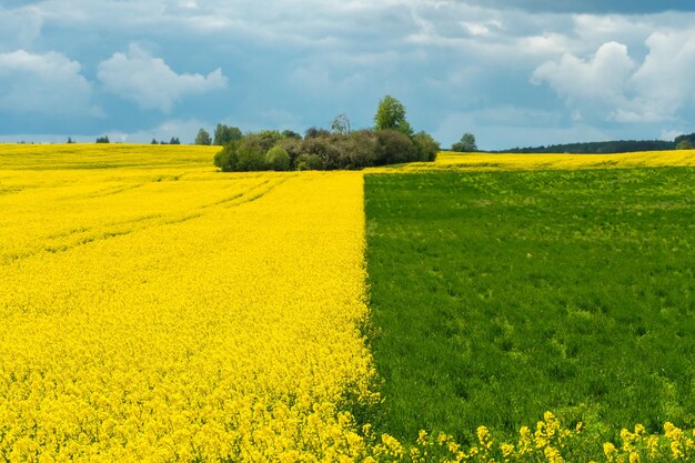 Die Grenze eines blühenden Raps- und Weizenfeldes vor dem Hintergrund der Wolken Gelbe und grüne Felder mit verschiedenen Feldfrüchten Ökologische Landwirtschaft