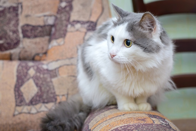 Die große grauweiße Katze sitzt zu Hause auf der Armlehne des Sofas