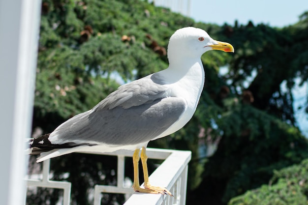 Die große Möwe Nahaufnahme