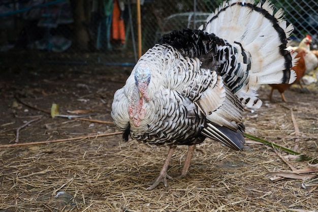 Die große türkei steht im bauerngarten in thailand