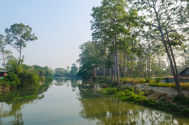 die großen Bäume nahe Fluss in Thailand