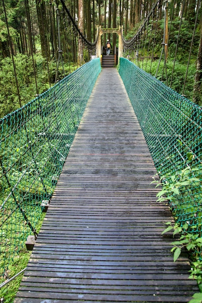 Die grüne Brücke im Wald Alishan in Taiwan