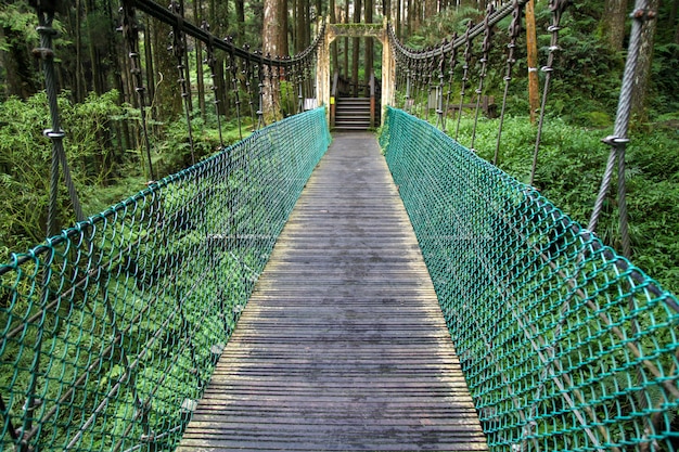 Die grüne Brücke in Wald Alishan in Taiwan