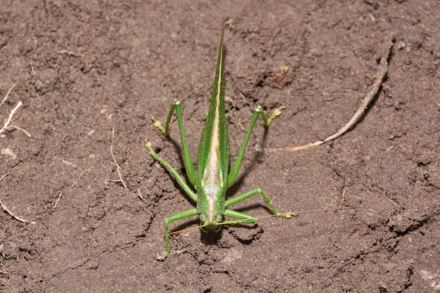 Die grüne Heuschrecke ist eine Insektenart aus der Familie der Echten Heuschrecken im Garten