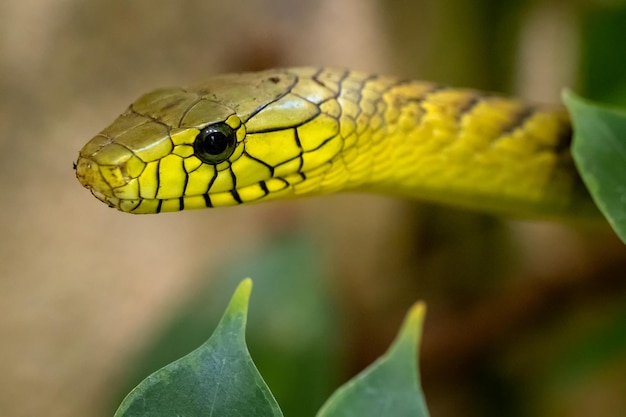 Die grüne Mamba Dendroaspis viridis ist eine Giftschlange