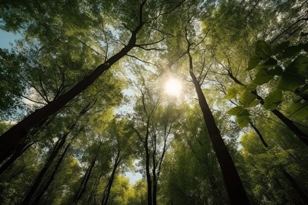 Die grünen Bäume oben im Wald, der blaue Himmel und die Sonnenstrahlen, die durch die Blätter scheinen.