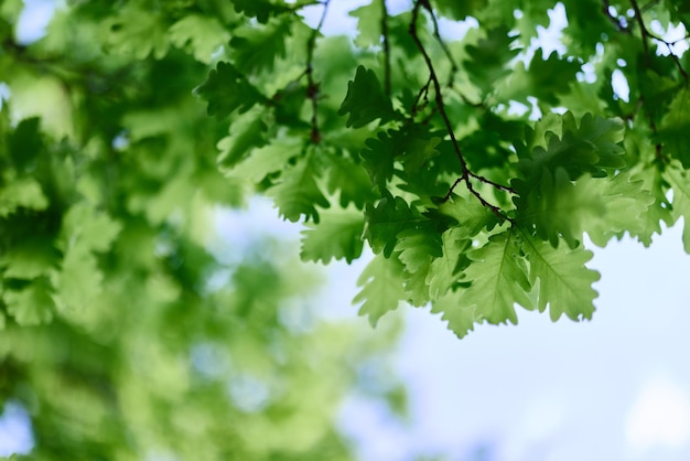 Die grünen Blätter der Eiche in Nahaufnahme gegen den Himmel im Sonnenlicht im Wald