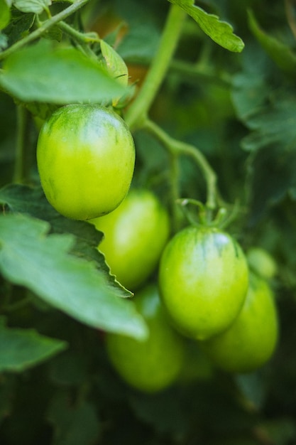 Die grünen Früchte der Tomate blüht Tomaten Landwirtschaft