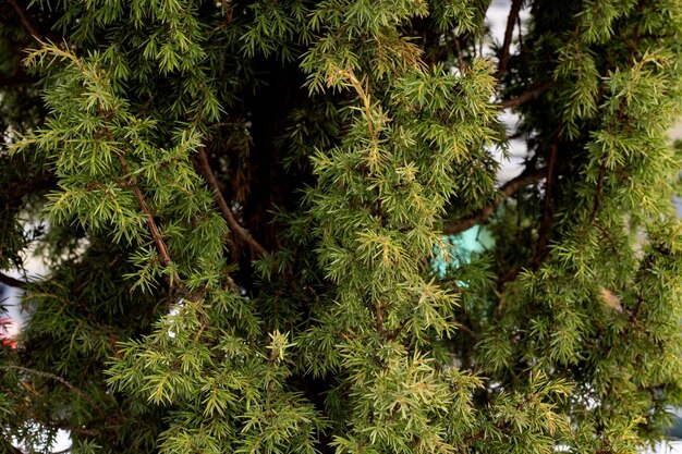 Die grünen Thuja-Äste schließen sich