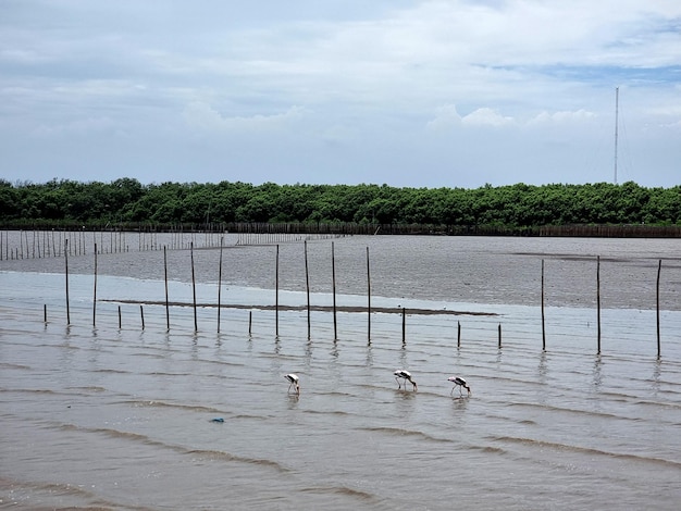 Die Gruppe der asiatischen Openbill-Vögel, die Weichtiere an der Küste finden